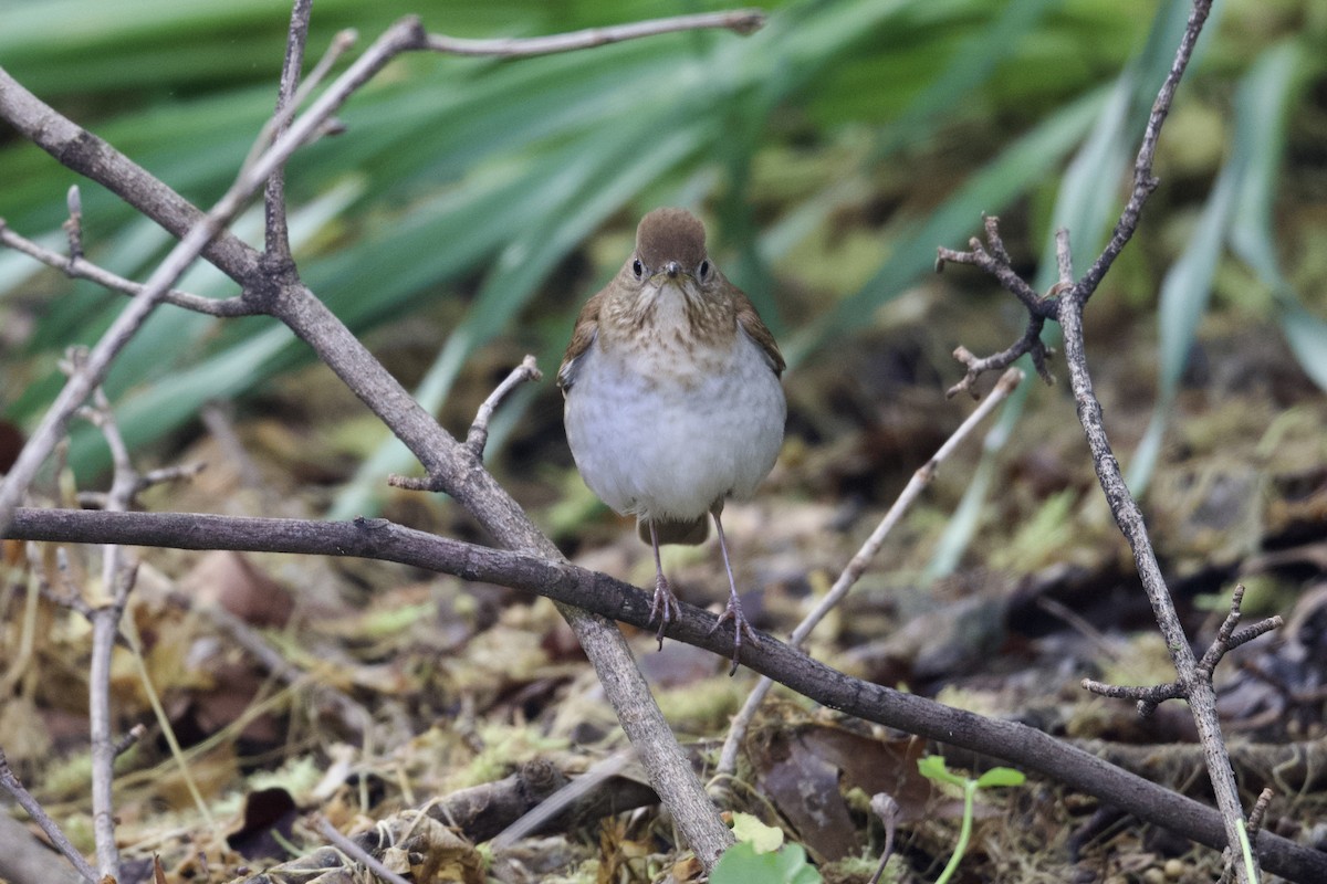 Veery - Dario Taraborelli