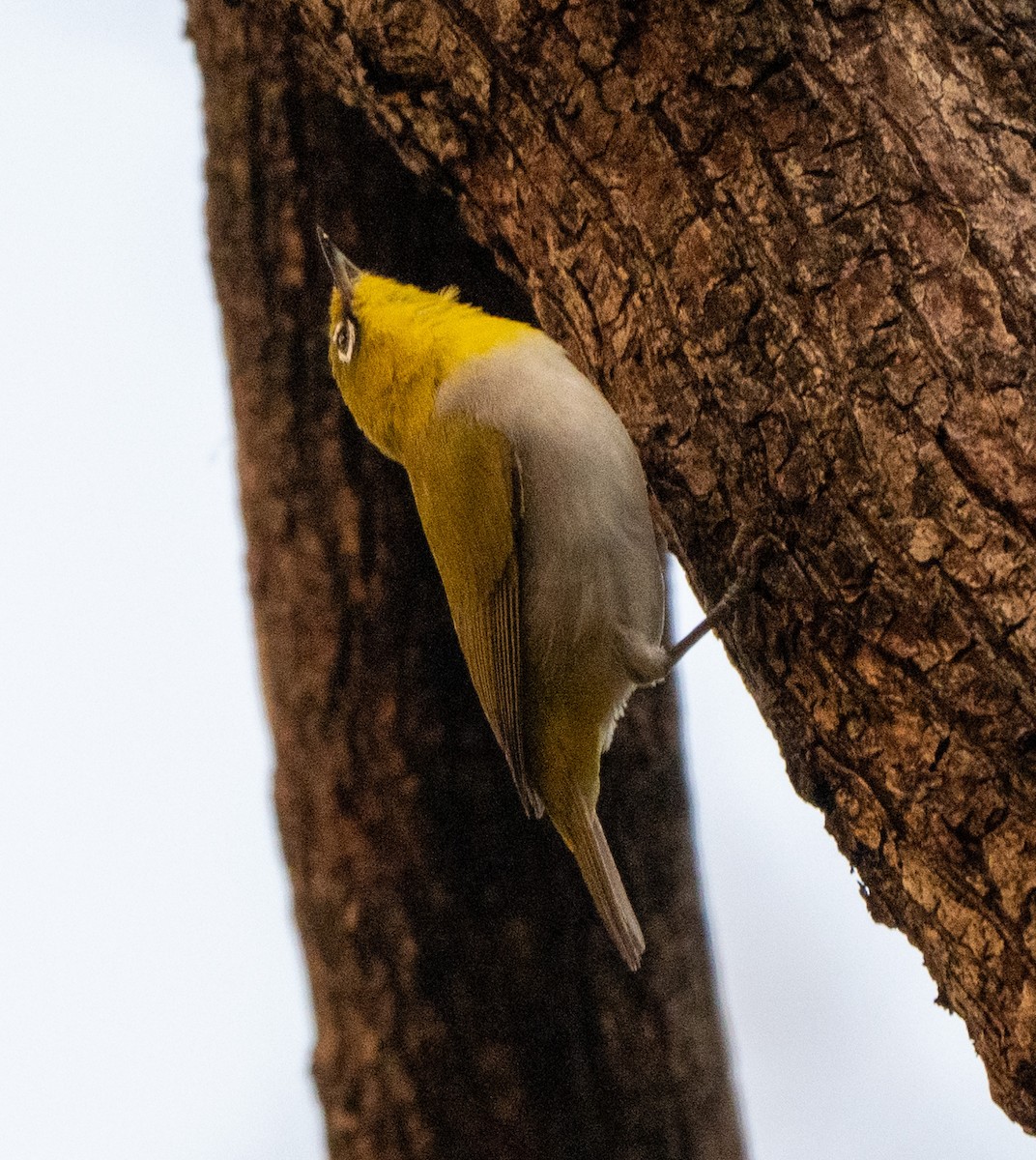 Indian White-eye - Jagdish Jatiya