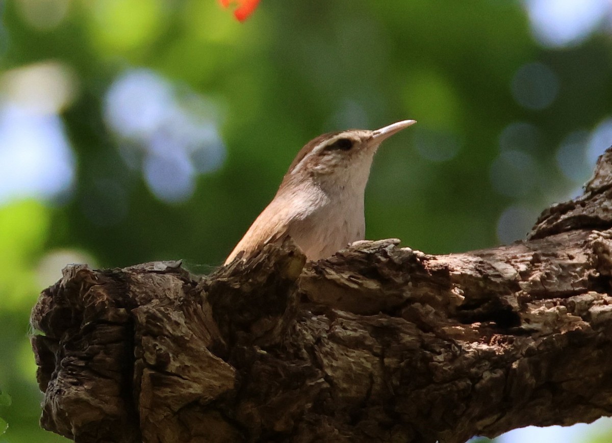 Bewick's Wren - Vince Folsom