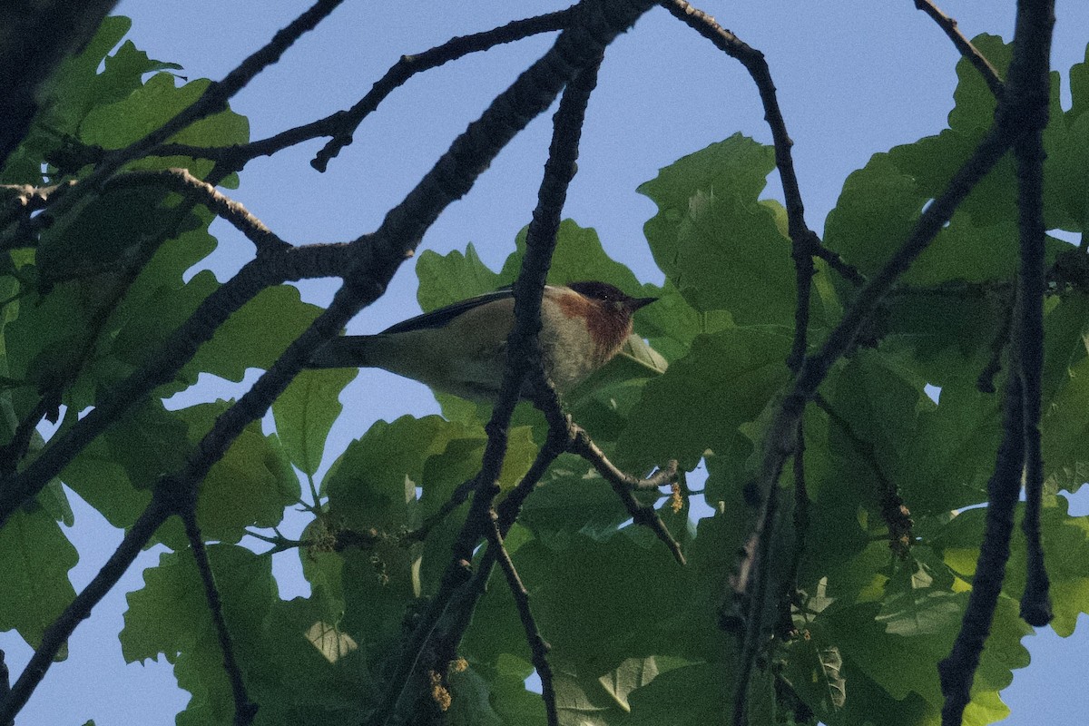 Bay-breasted Warbler - Dario Taraborelli