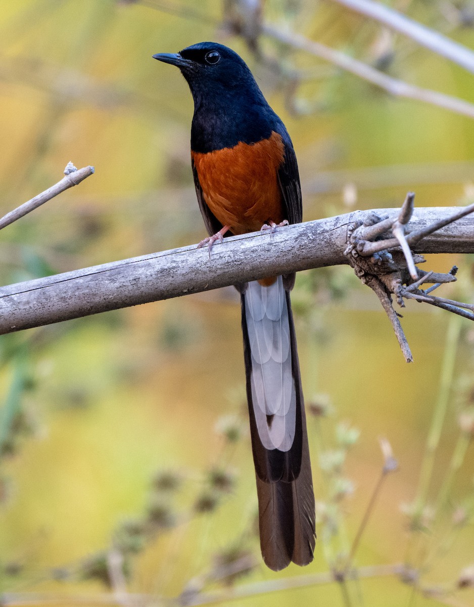 White-rumped Shama - Jagdish Jatiya