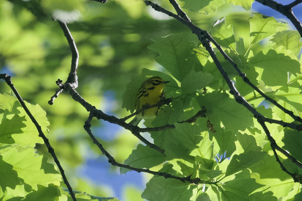 Prairie Warbler - ML619474854