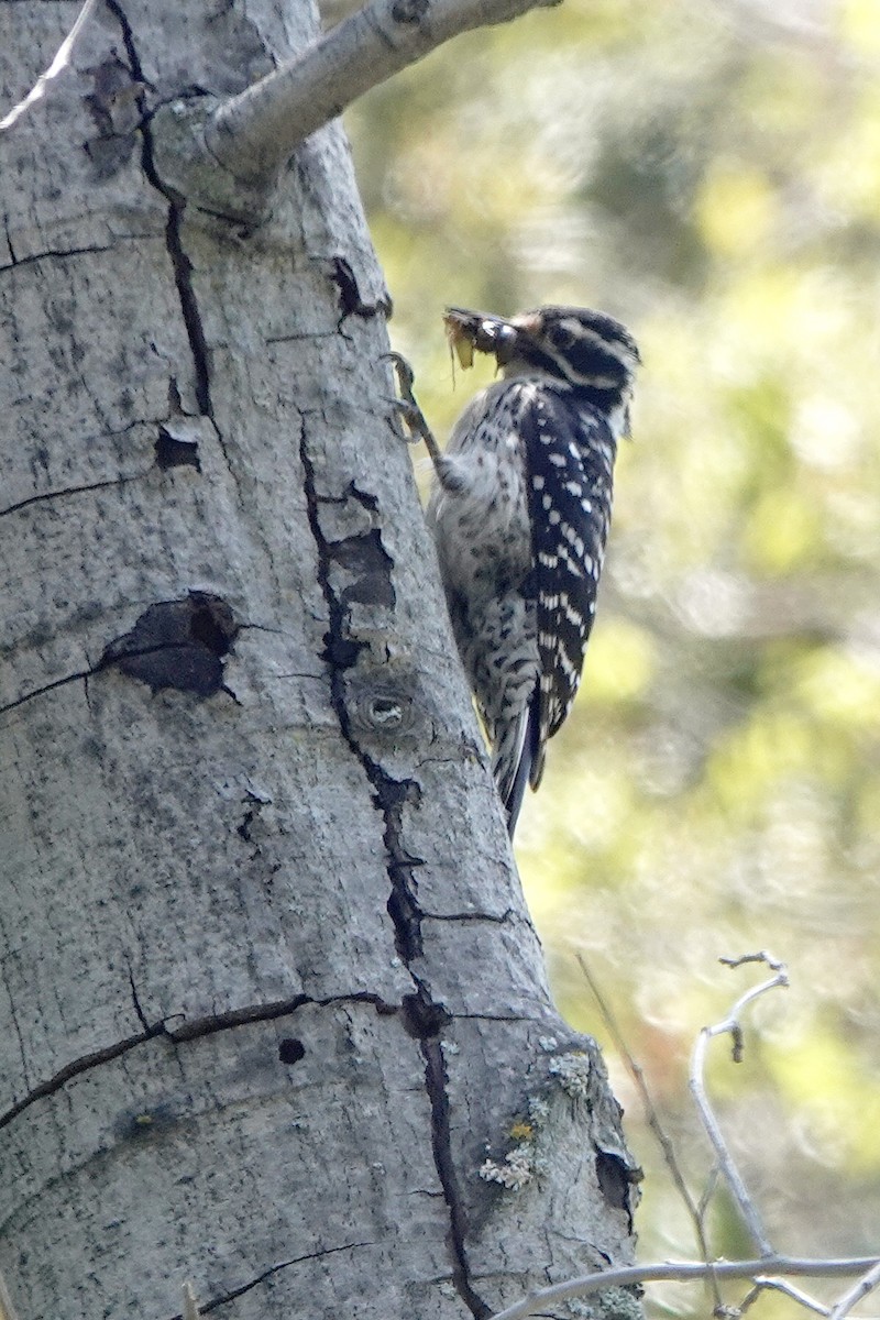 Nuttall's Woodpecker - ML619474856