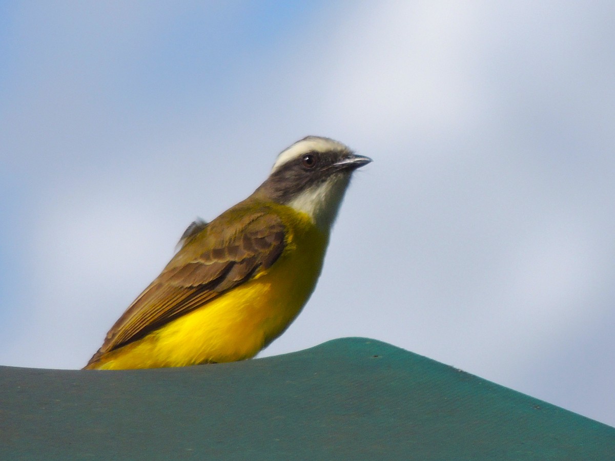 Social Flycatcher - Roger Lambert