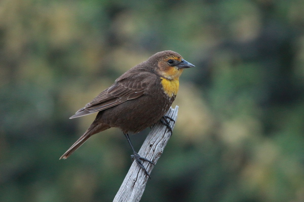 Yellow-headed Blackbird - Jesse Pline