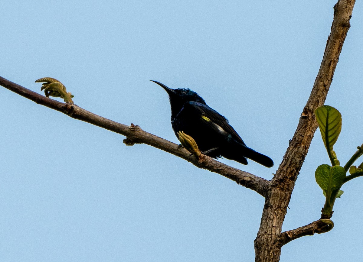 Purple Sunbird - Jagdish Jatiya