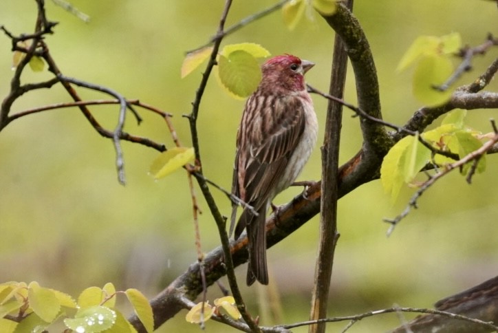 Cassin's Finch - patrick broom