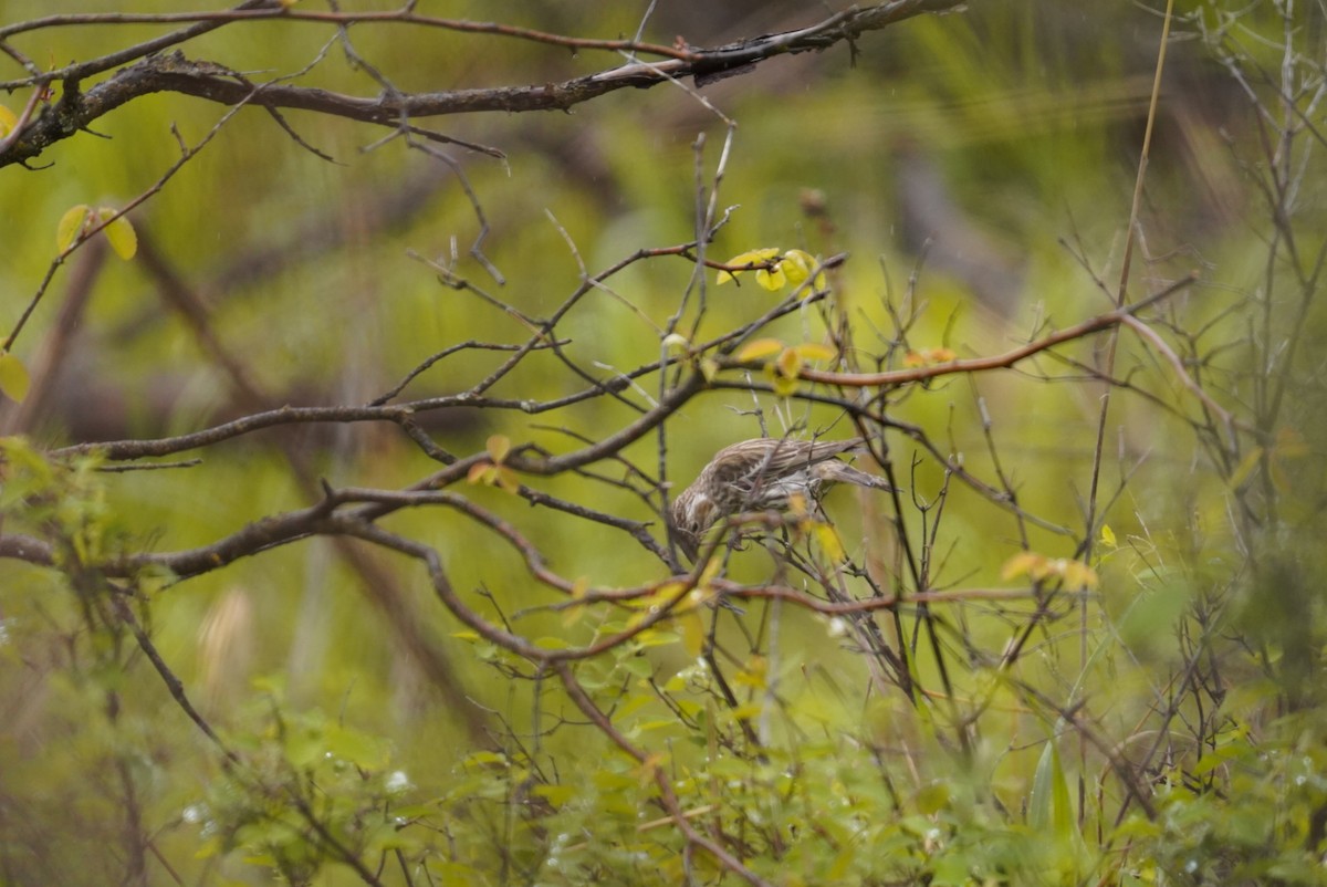 Cassin's Finch - patrick broom