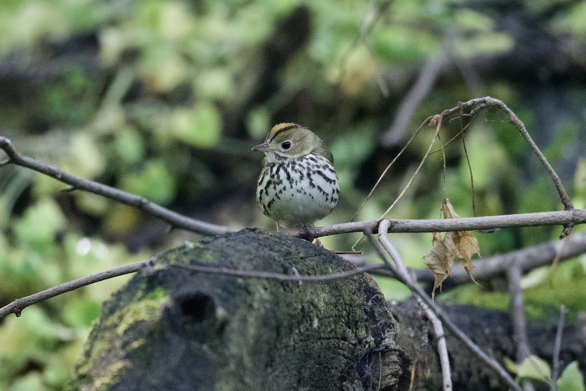 Paruline couronnée - ML619474880