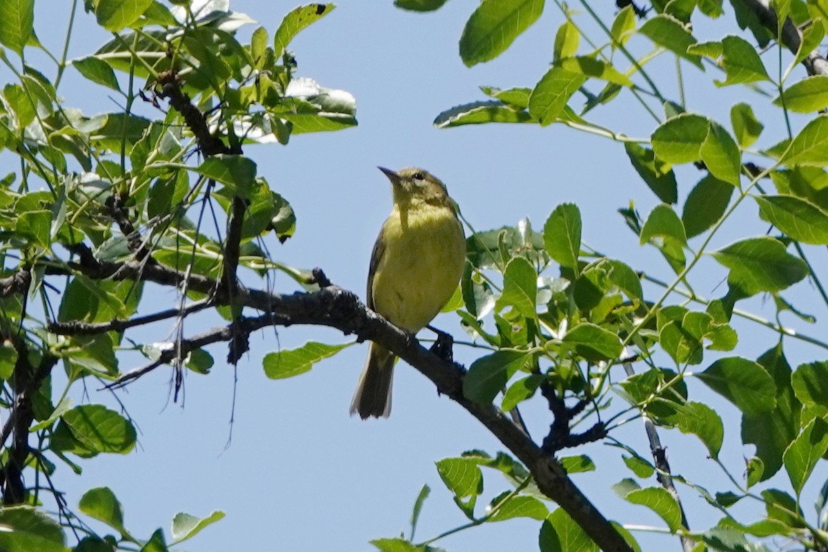 Orange-crowned Warbler - ML619474881