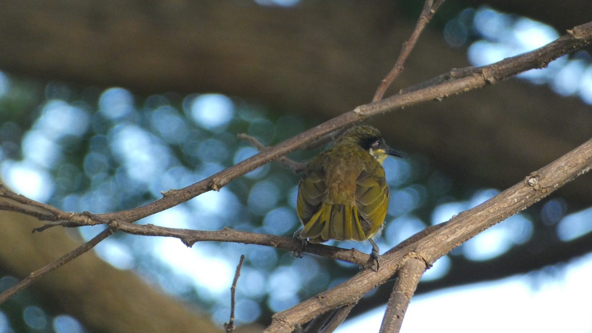 Varied Honeyeater - Morgan Pickering