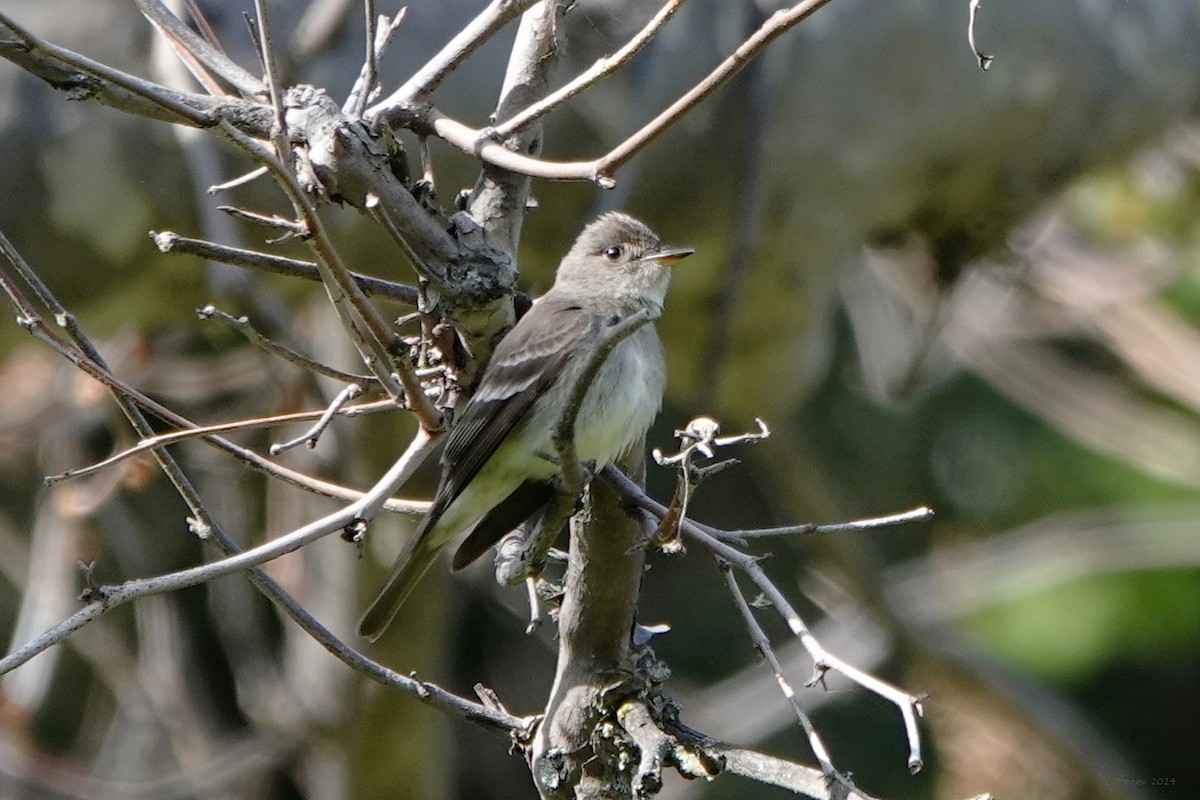 Western Wood-Pewee - Steve Neely