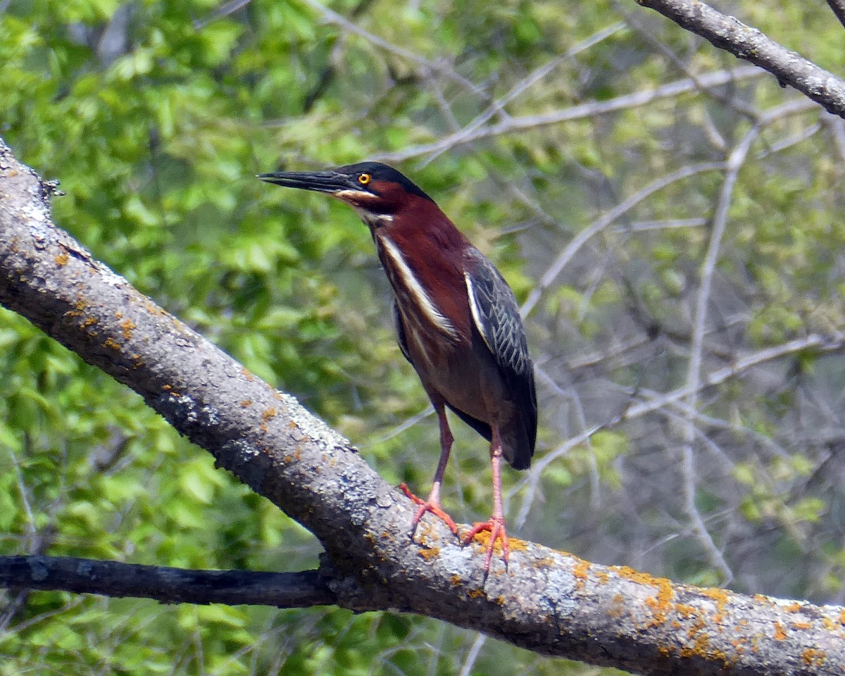 Green Heron - Thomas Ries