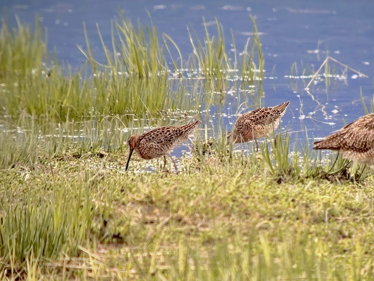 Short-billed Dowitcher - Detlef Buettner