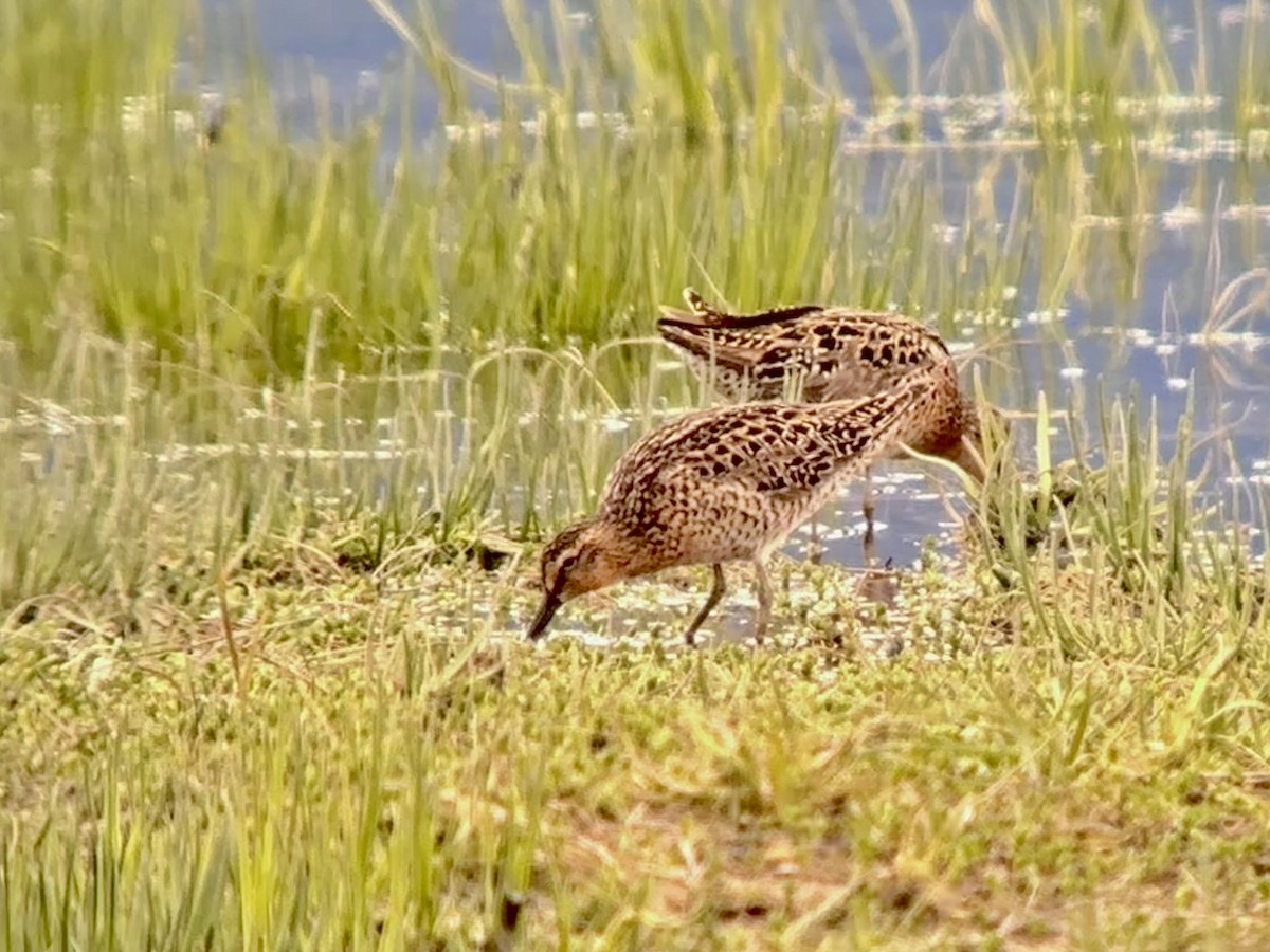 Short-billed Dowitcher - Detlef Buettner