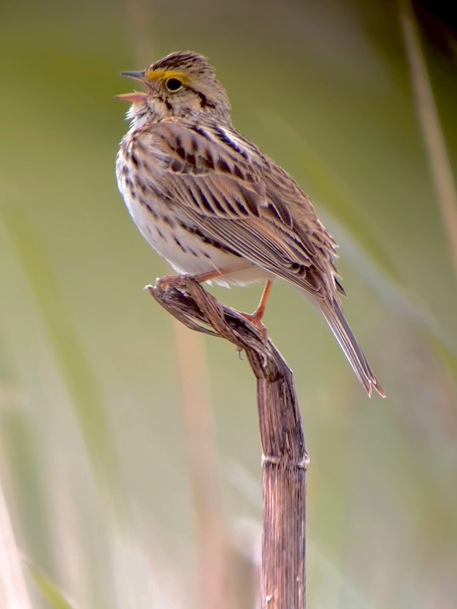 Savannah Sparrow - Detlef Buettner