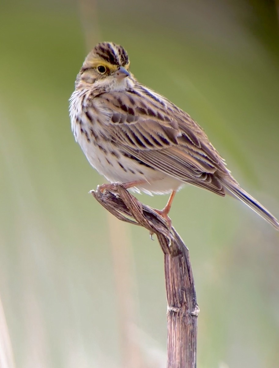 Savannah Sparrow - Detlef Buettner