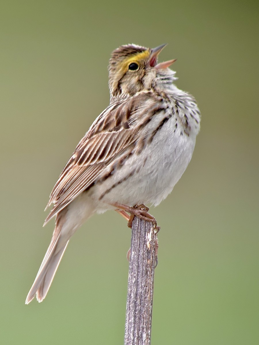 Savannah Sparrow - Detlef Buettner