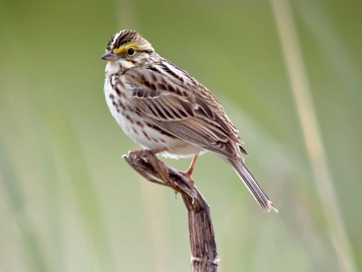 Savannah Sparrow - Detlef Buettner