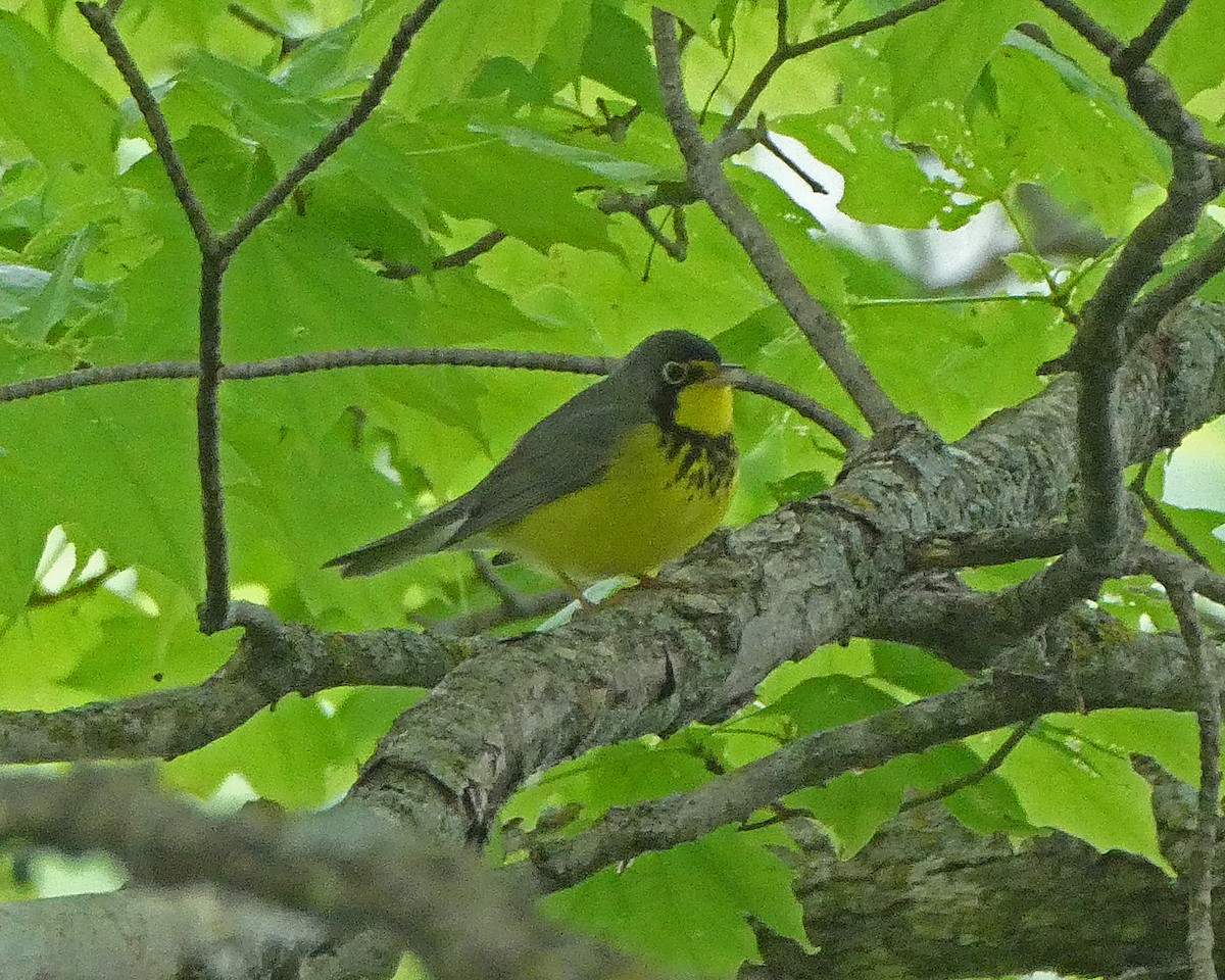 Canada Warbler - Thomas Ries