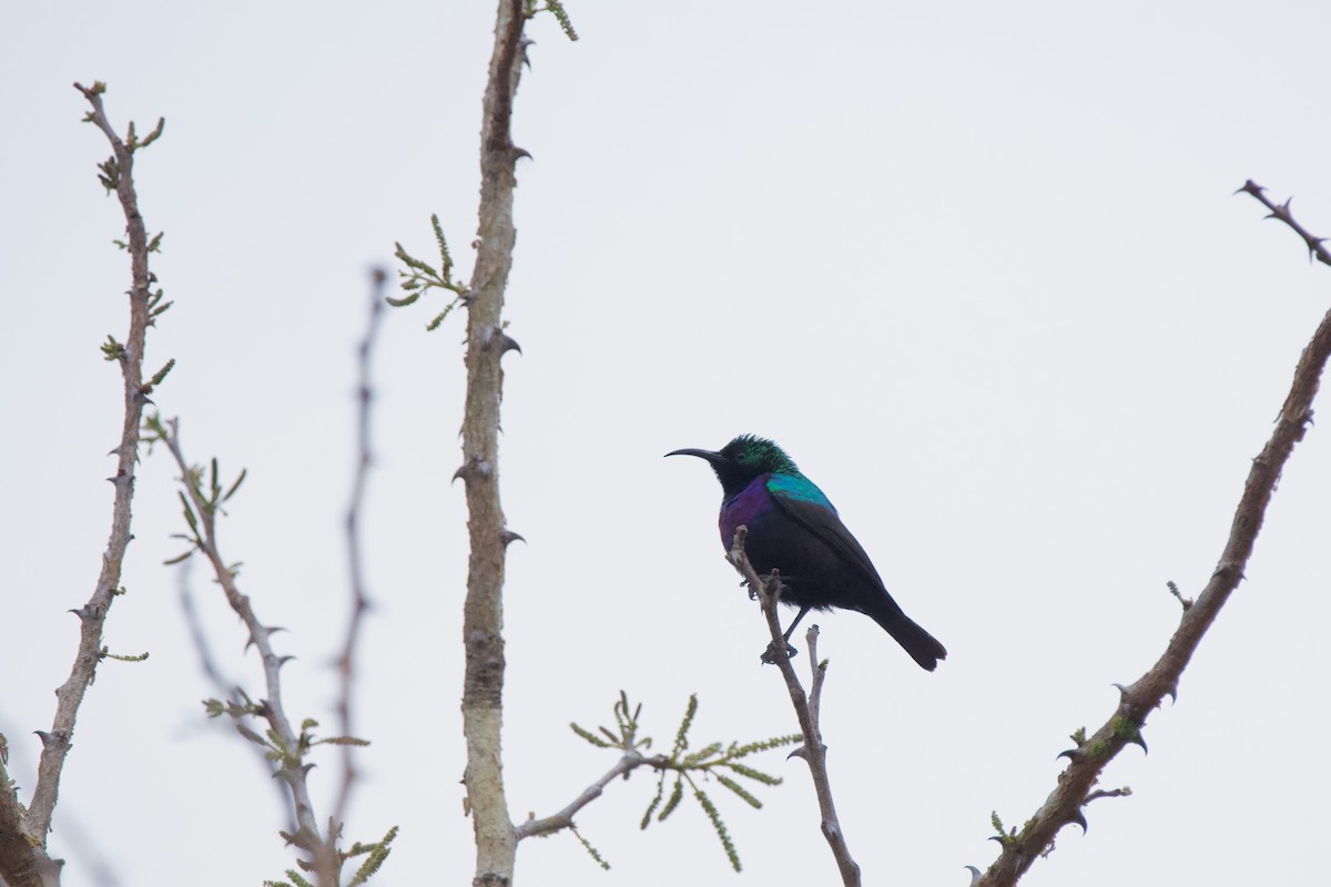 Purple-banded Sunbird - Nick Leiby