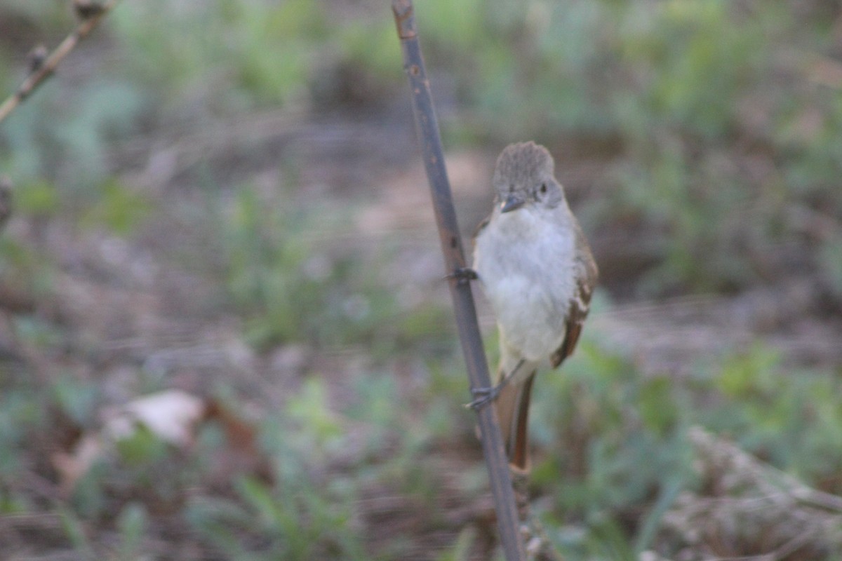 Ash-throated Flycatcher - Phyllis Kegley