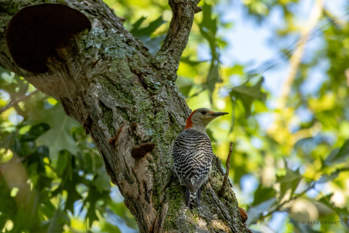 Red-bellied Woodpecker - Alex Bryant