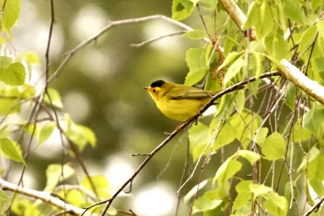 Wilson's Warbler - patrick broom