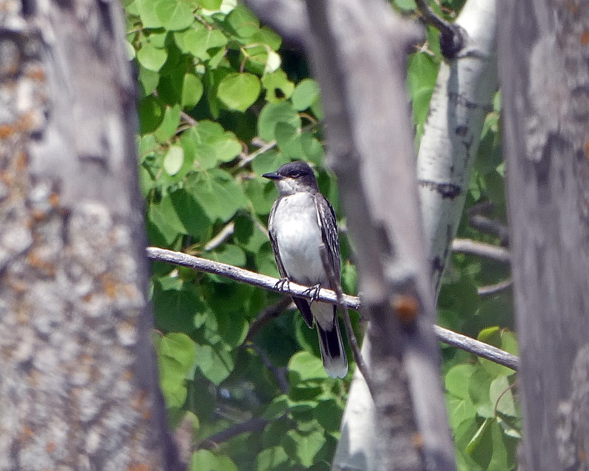 Eastern Kingbird - Thomas Ries