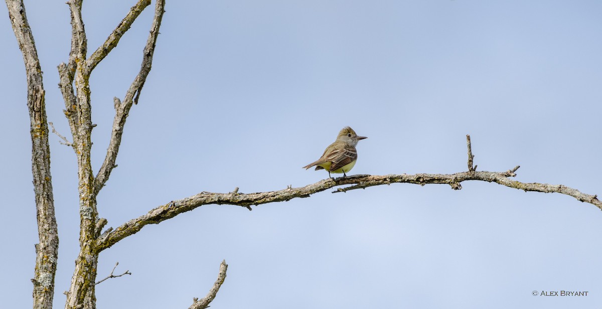 Great Crested Flycatcher - Alex Bryant