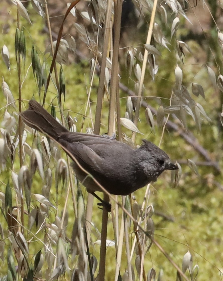 Oak Titmouse - Lisa Borges