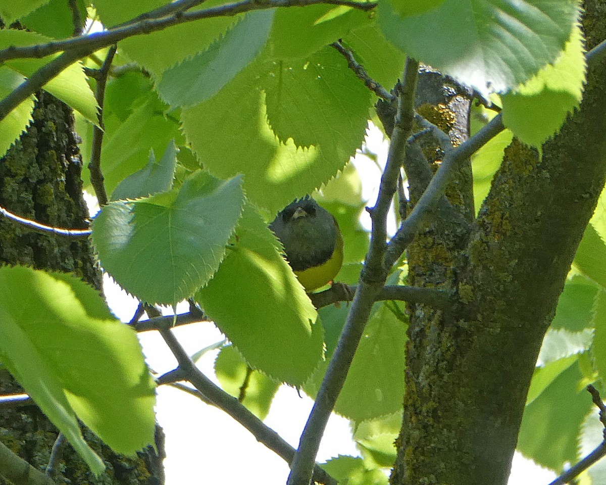 Mourning Warbler - Thomas Ries