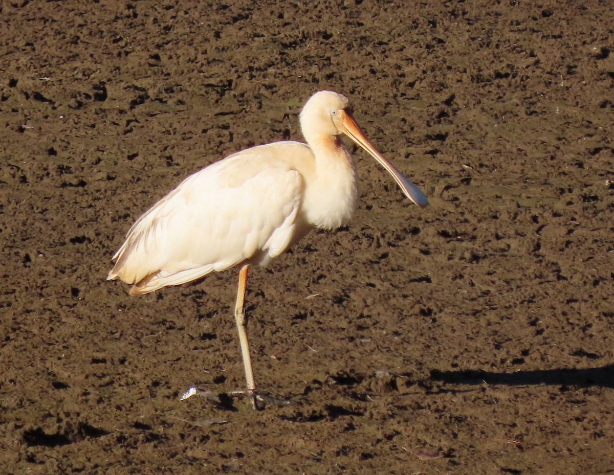 Yellow-billed Spoonbill - Peter J. Taylor