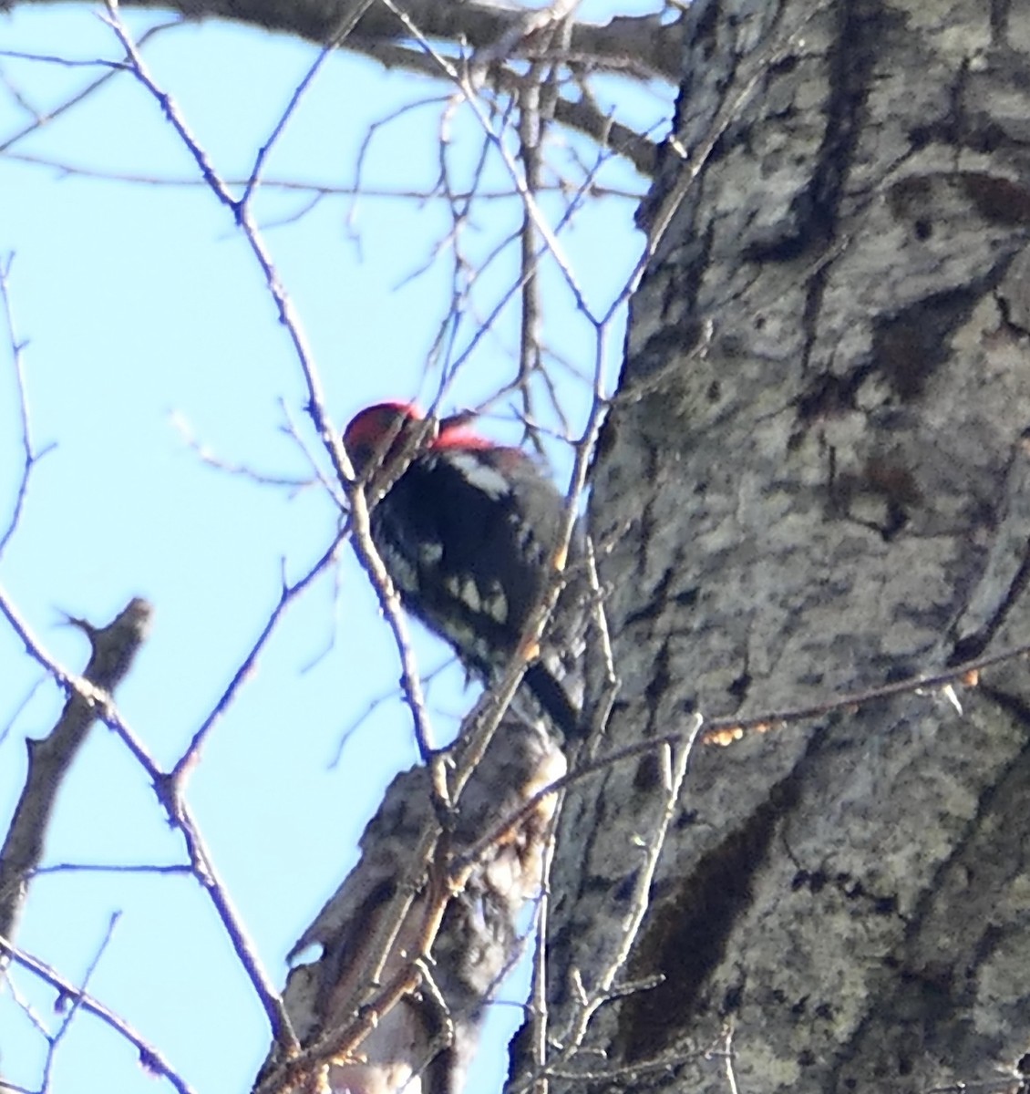 Red-breasted Sapsucker - Melanie Barnett