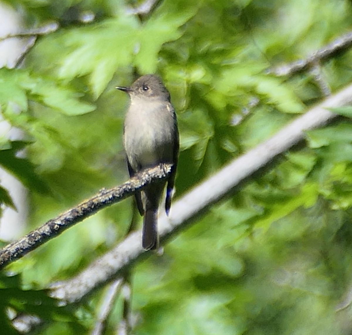 Western Wood-Pewee - Melanie Barnett