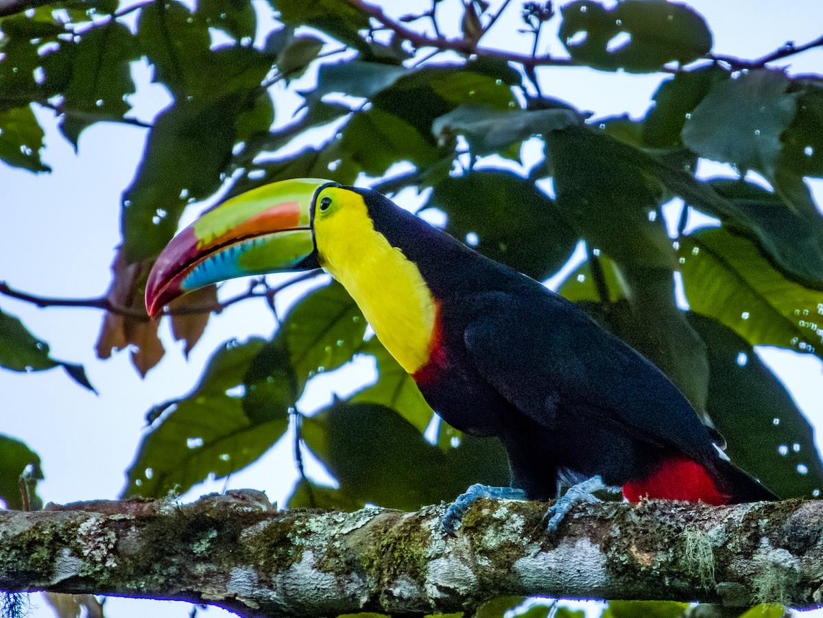 Keel-billed Toucan - Imogen Warren