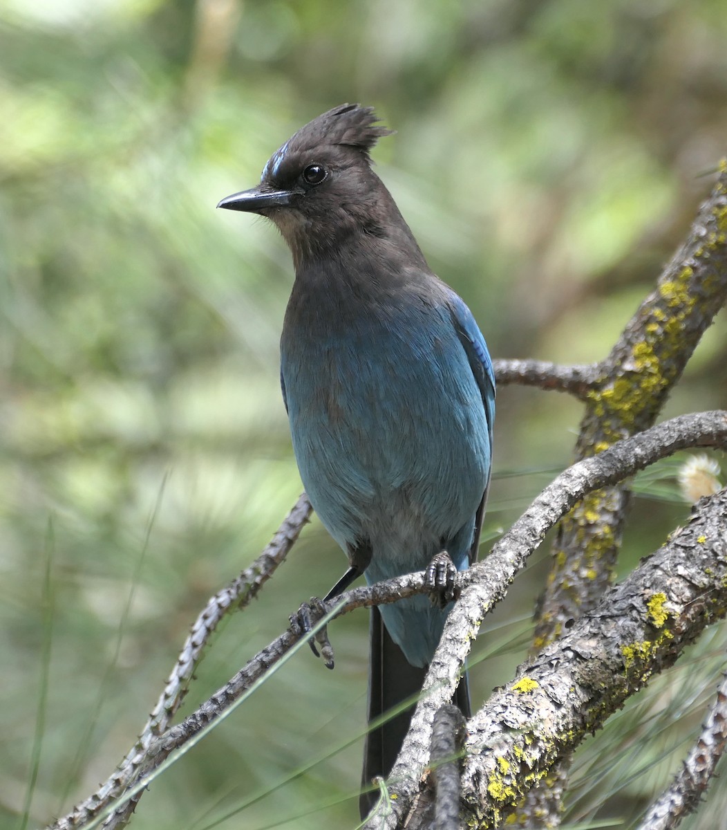 Steller's Jay - Melanie Barnett