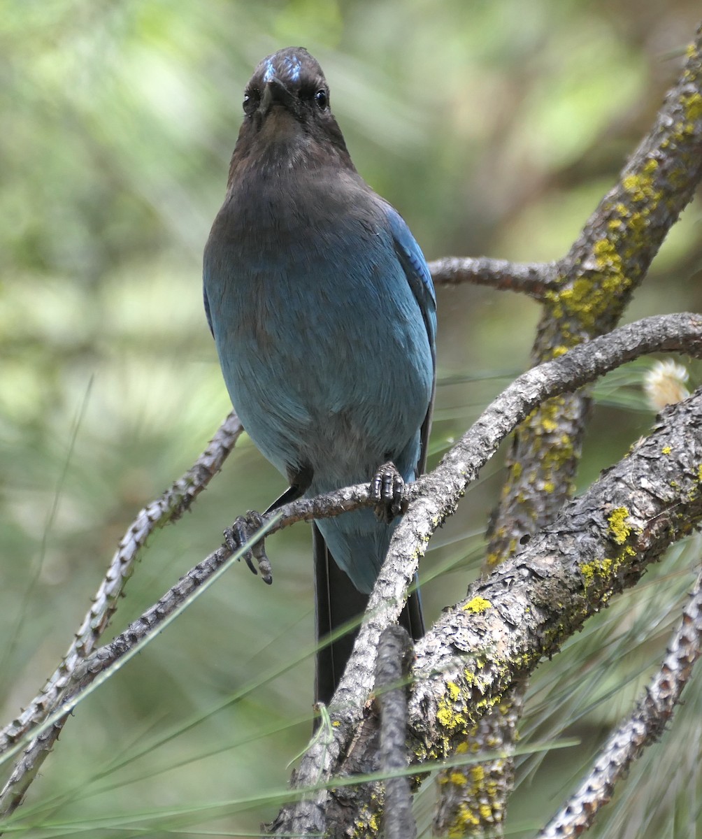 Steller's Jay - Melanie Barnett