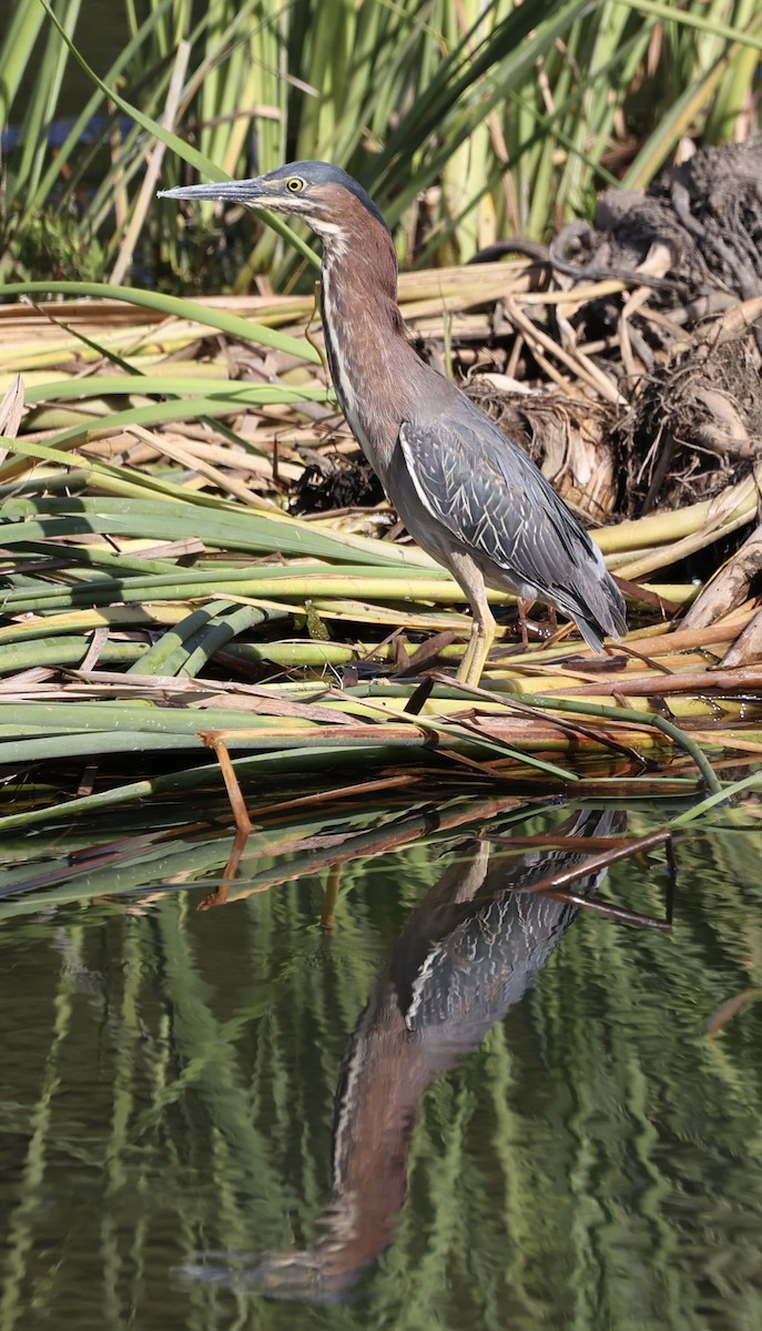 Green Heron - Summer Lee