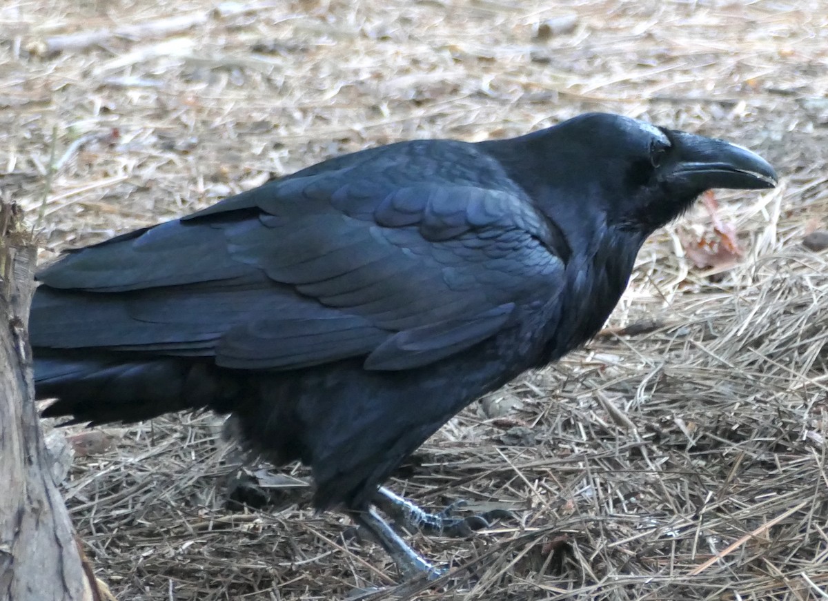 Common Raven - Melanie Barnett