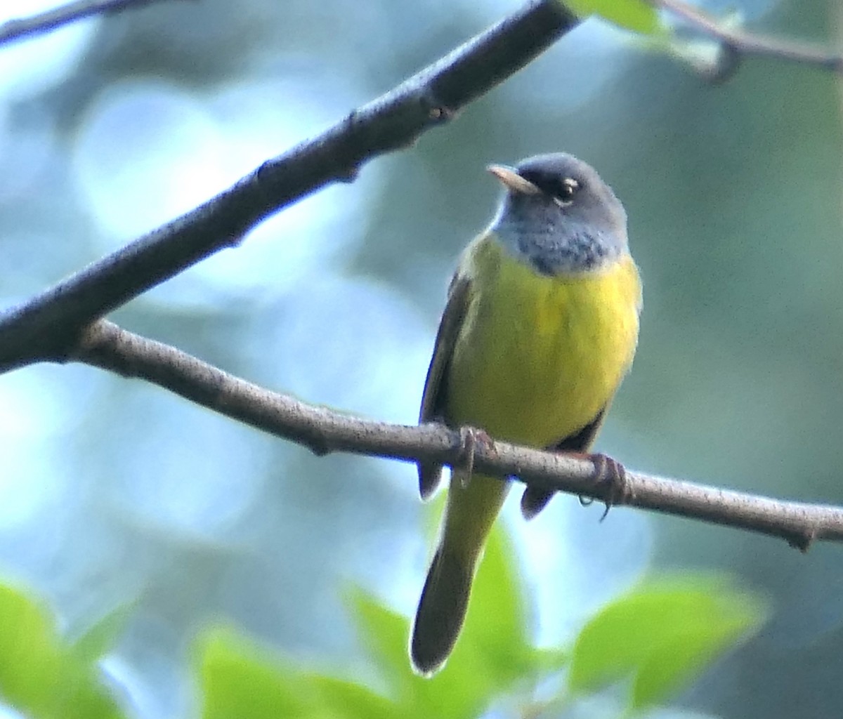 MacGillivray's Warbler - Melanie Barnett