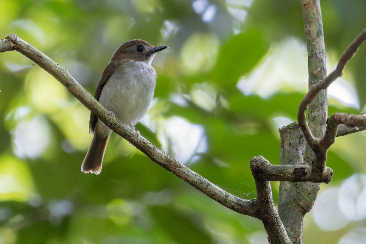 Gray-chested Jungle Flycatcher - ML619474955
