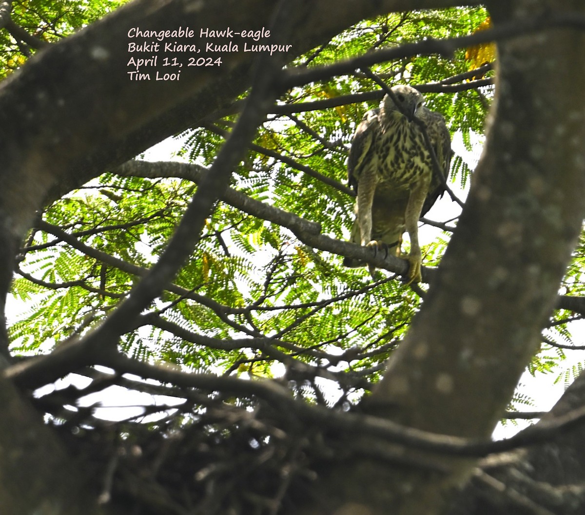 Changeable Hawk-Eagle - Tim Looi