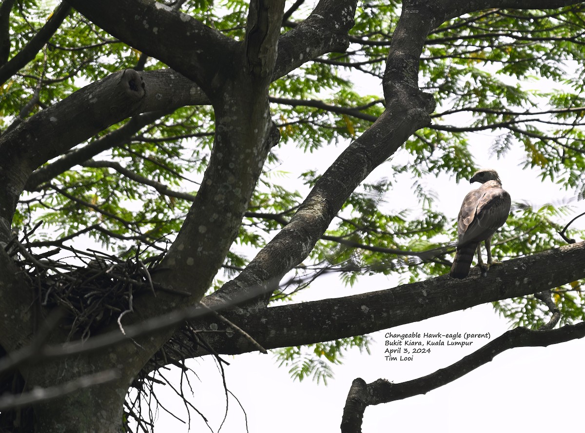 Changeable Hawk-Eagle - Tim Looi