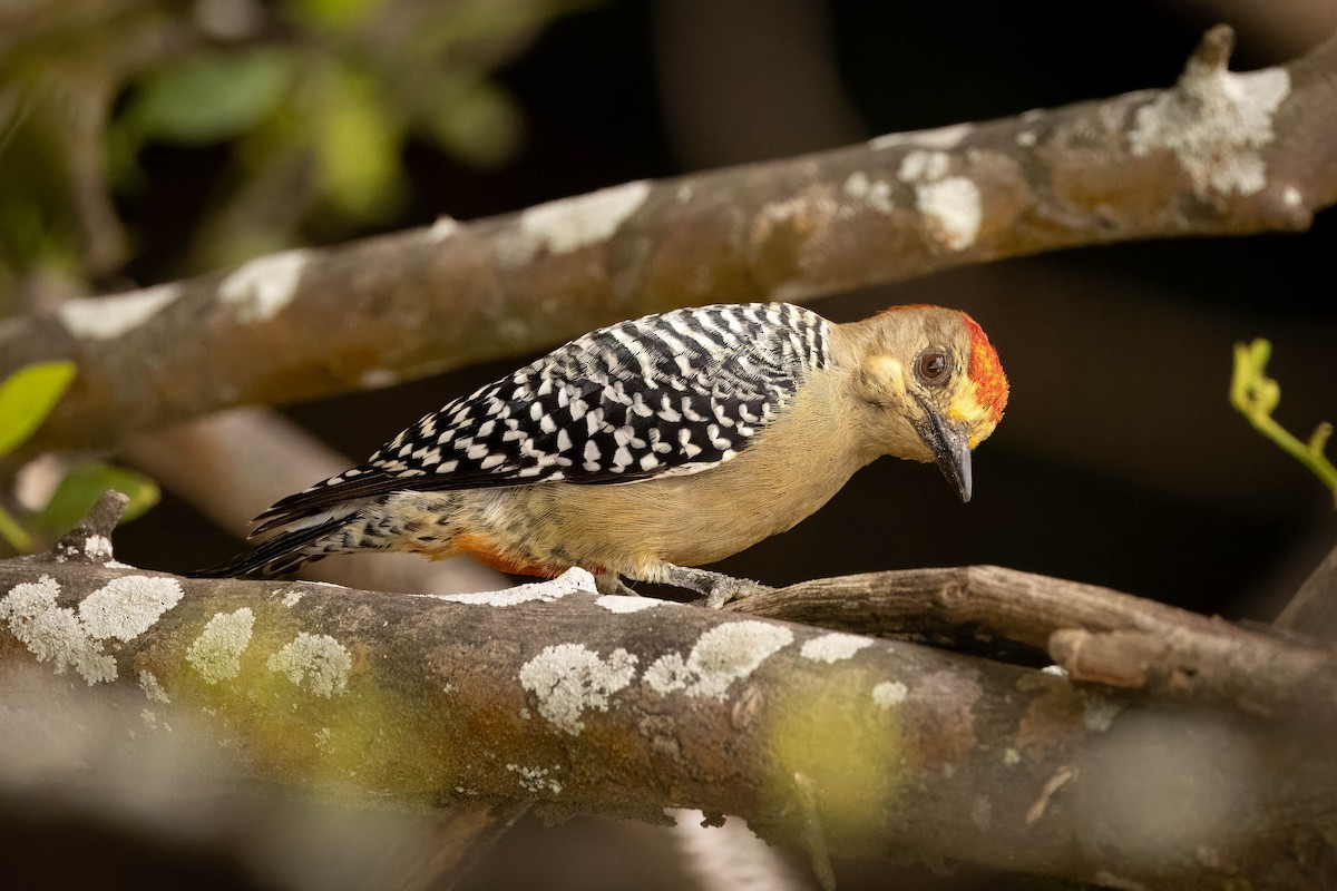 Red-crowned Woodpecker - Hans Wohlmuth