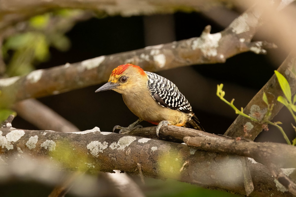 Red-crowned Woodpecker - Hans Wohlmuth