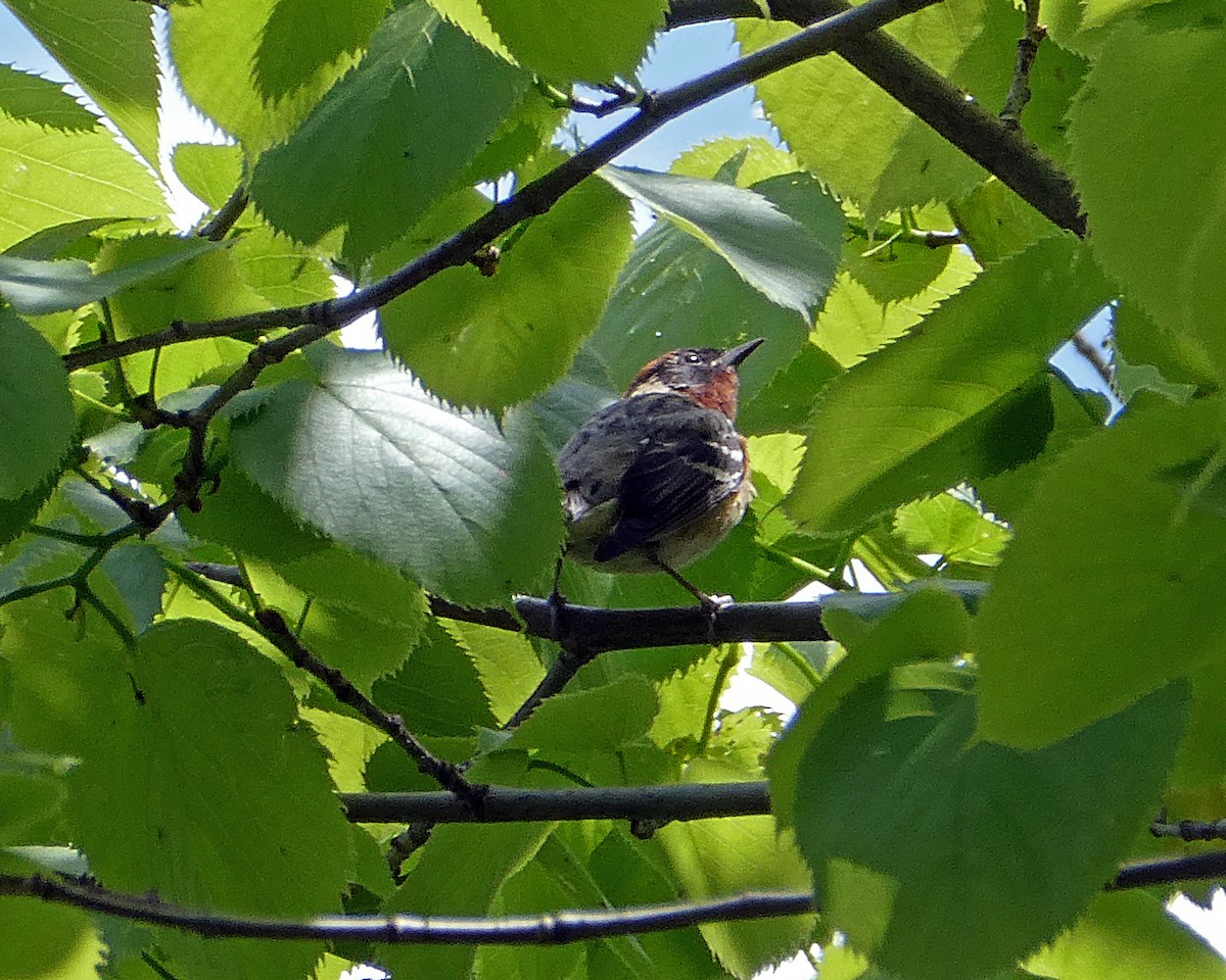 Bay-breasted Warbler - Thomas Ries