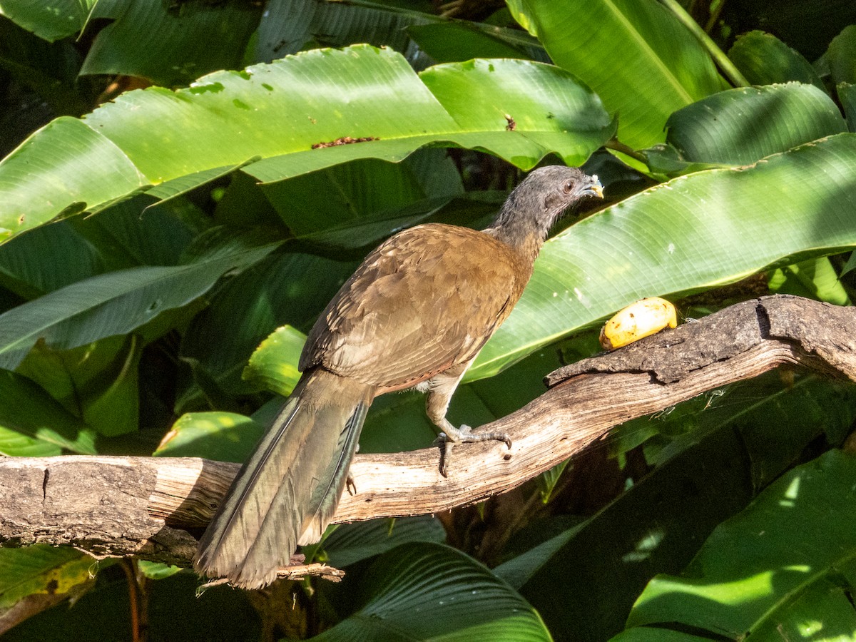 Gray-headed Chachalaca - Imogen Warren