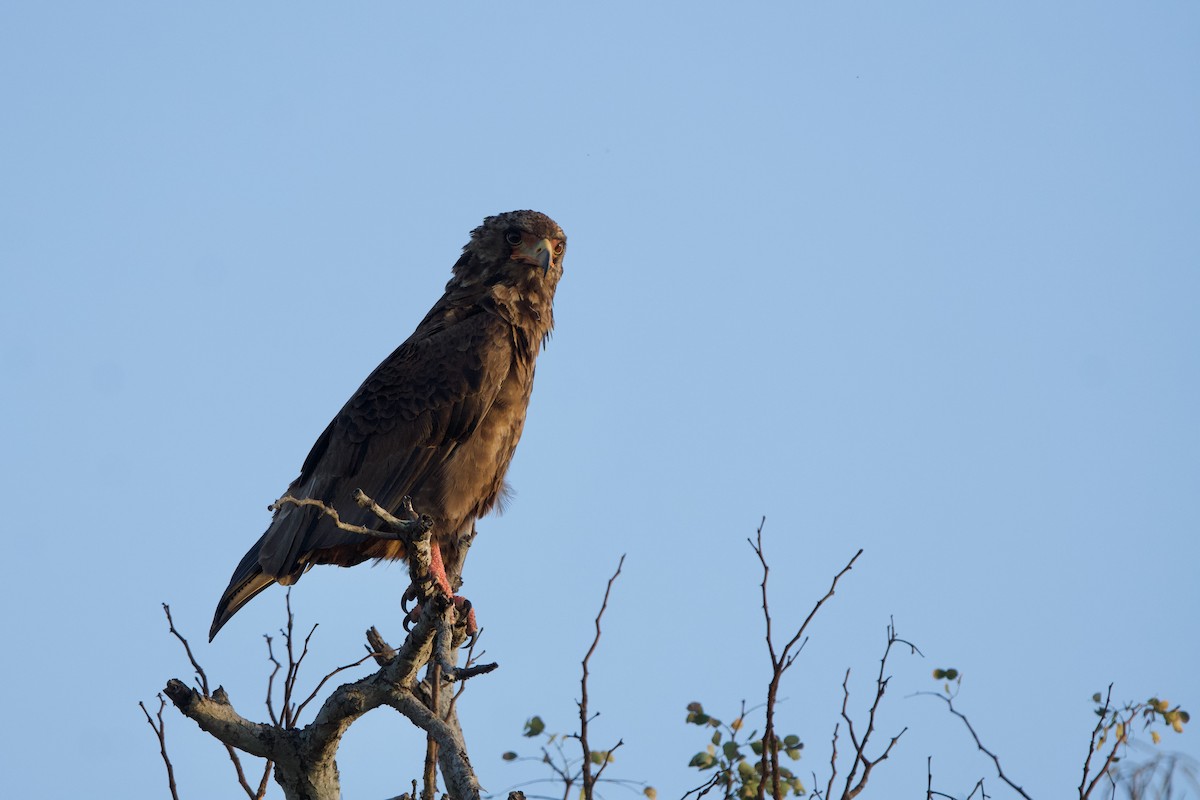 Bateleur - Nick Leiby