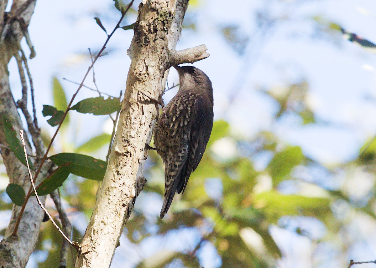 White-throated Treecreeper - Ron Burgin